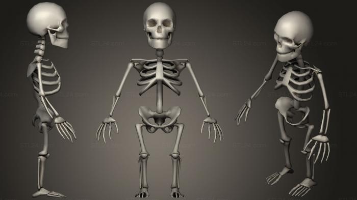 Анатомия скелеты и черепа (Канцелярские товары, ANTM_1071) 3D модель для ЧПУ станка